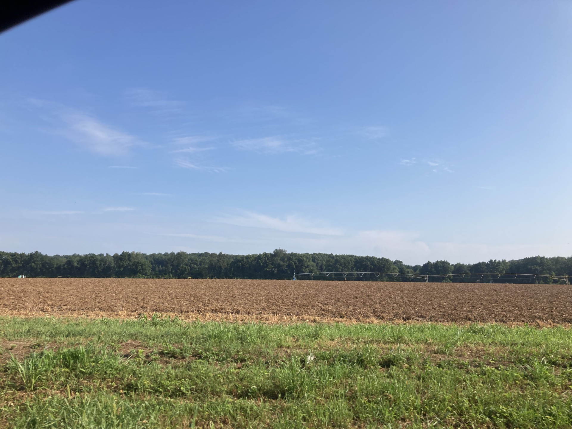 25 potatoes vine kill.jpg